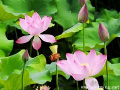 岳麓區(qū)官網(wǎng)搭建公司注意事項